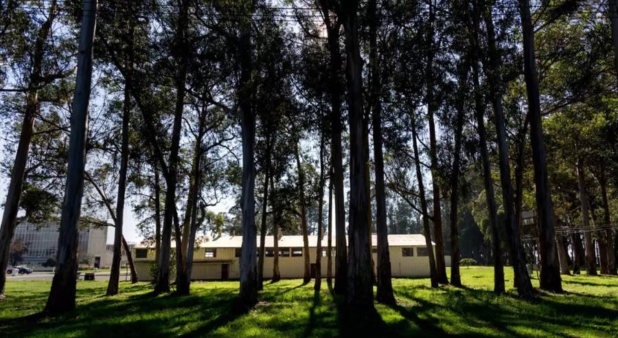 Through the trees at RFS